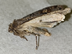 Noctuinae