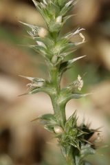 Salsola kali kali
