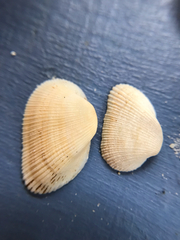 Fugleria tenera