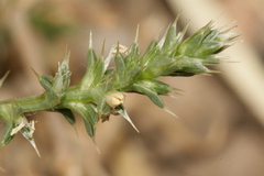 Salsola kali kali