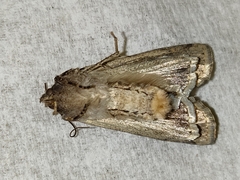 Noctuinae