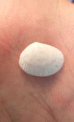Semele bellastriata