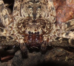 Selenops mexicanus