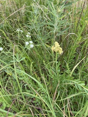 Aculops euphorbicolus