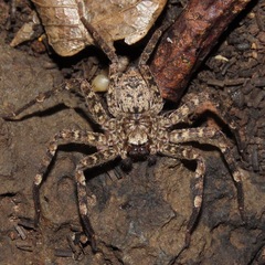 Selenops mexicanus