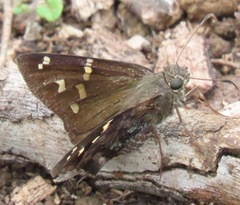 Thorybes dorantes galapagensis