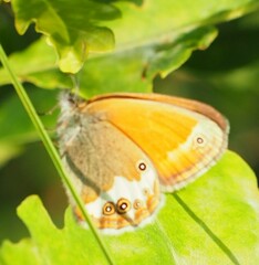 Coenonympha arcania