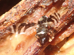 Myennis sibirica