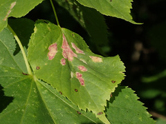 Eriophyes leiosoma