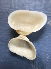 Fugleria tenera