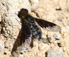 Hemipenthes morioides