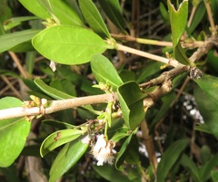 Tricalysia sonderiana