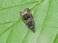 Endothenia ustulana