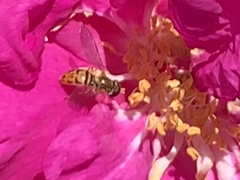 Toxomerus marginatus