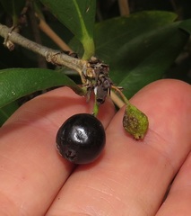 Tricalysia sonderiana