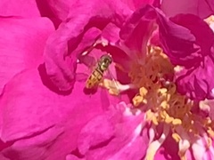 Toxomerus marginatus