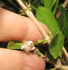 Tricalysia sonderiana