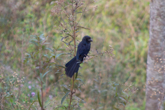 Crotophaga ani