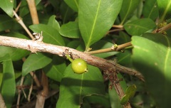 Tricalysia sonderiana