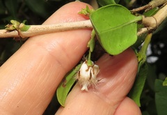 Tricalysia sonderiana
