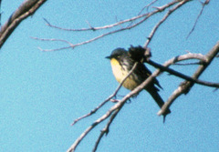 Setophaga kirtlandii