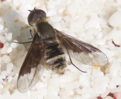 Hemipenthes galapagensis