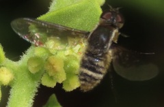 Hemipenthes galapagensis