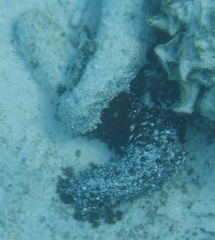 Holothuria inornata