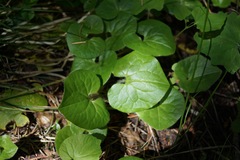 Asarum lemmonii