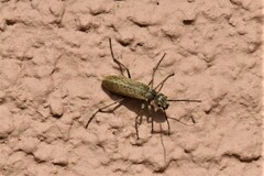 Epicauta maculata-group