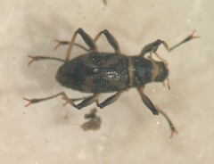 Ancyronyx variegata