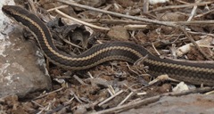 Pseudalsophis hoodensis