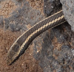 Pseudalsophis hoodensis