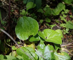 Asarum lemmonii