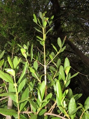 Tricalysia sonderiana