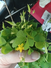 Oxalis grandis