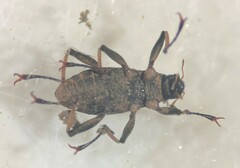 Ancyronyx variegata