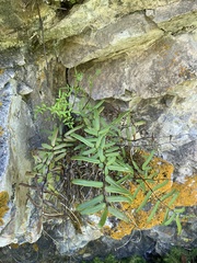 Pellaea glabella