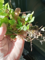 Oxalis grandis