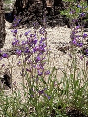 Penstemon gracilentus