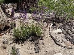Penstemon gracilentus