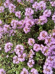 Thymus bashkiriensis