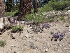 Penstemon gracilentus