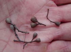 Eucalyptus drepanophylla