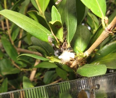 Tricalysia sonderiana