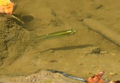 Fundulus dispar