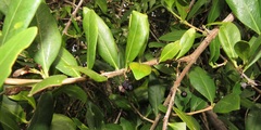 Tricalysia sonderiana