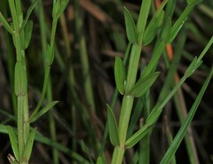 Noterophila bivalvis