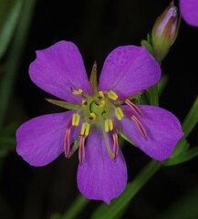 Noterophila bivalvis