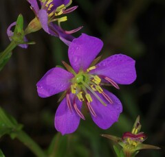 Noterophila bivalvis